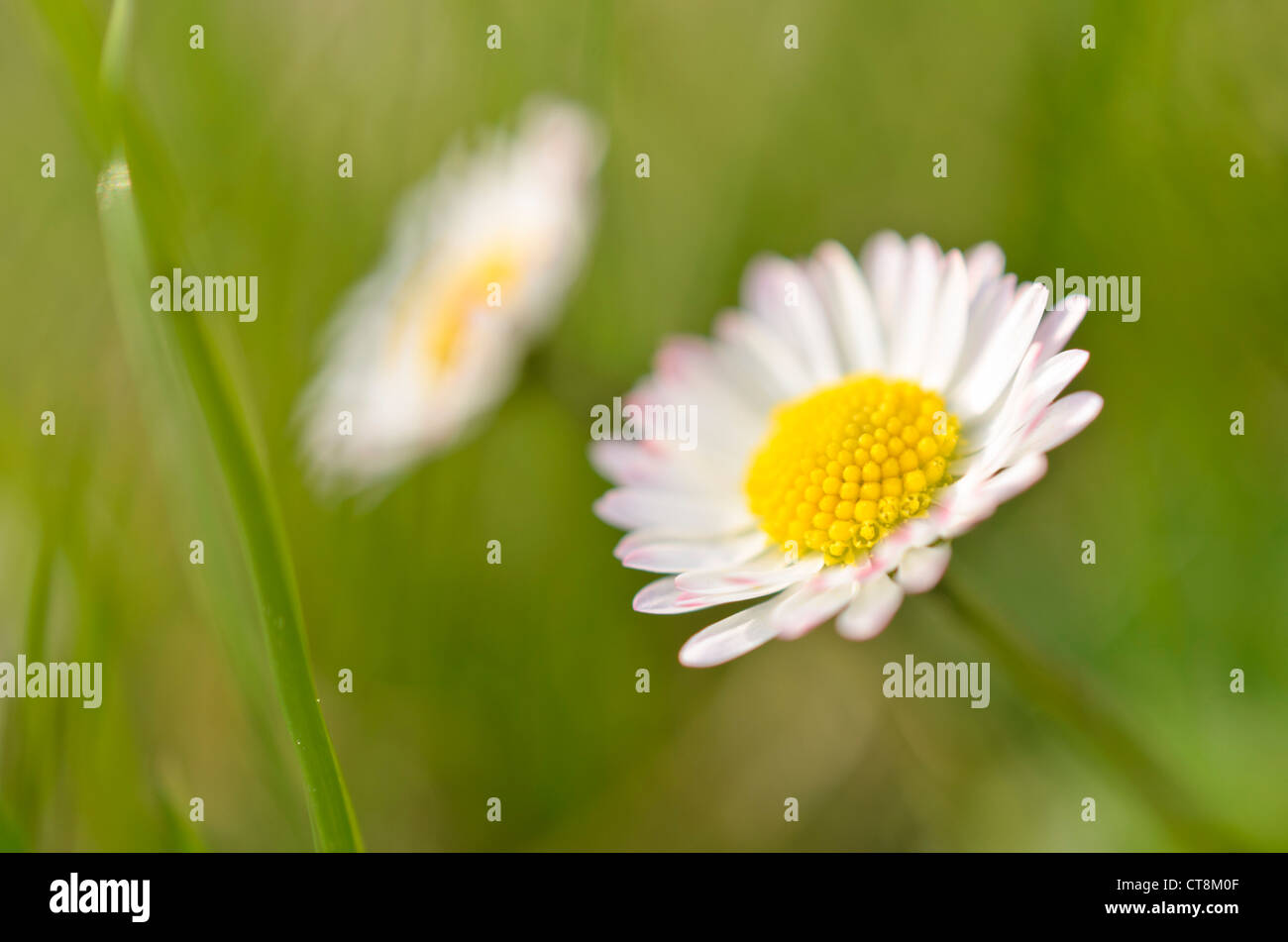 La marguerite commune (Bellis perennis) Banque D'Images