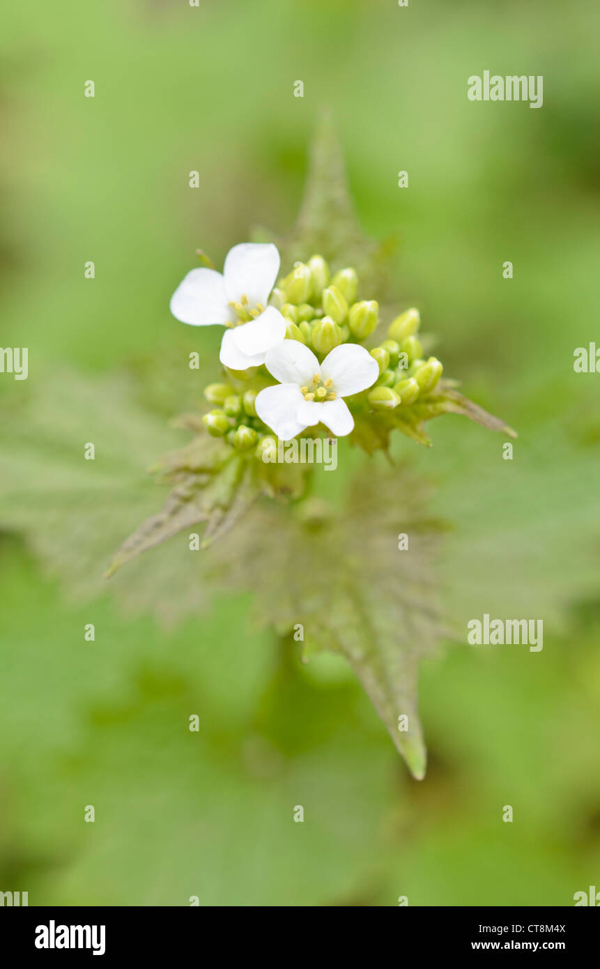 L'alliaire officinale (Alliaria petiolata) Banque D'Images