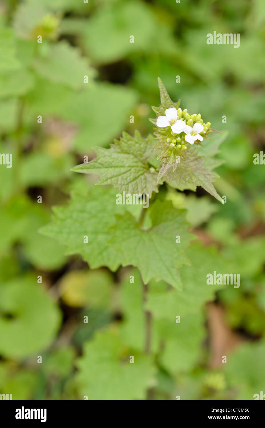 L'alliaire officinale (Alliaria petiolata) Banque D'Images