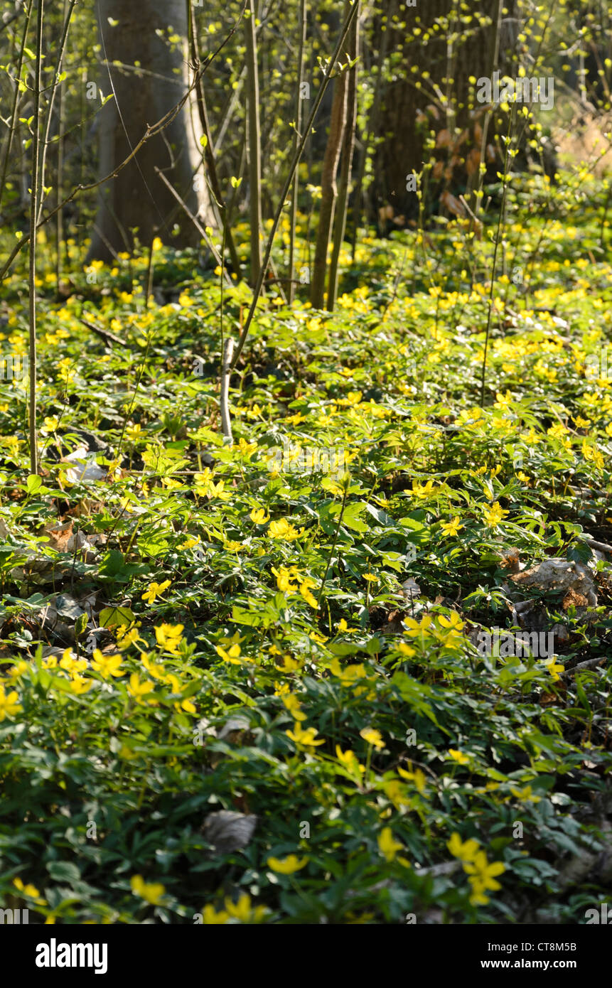 Anémone jaune (anemone ranunculoides) Banque D'Images