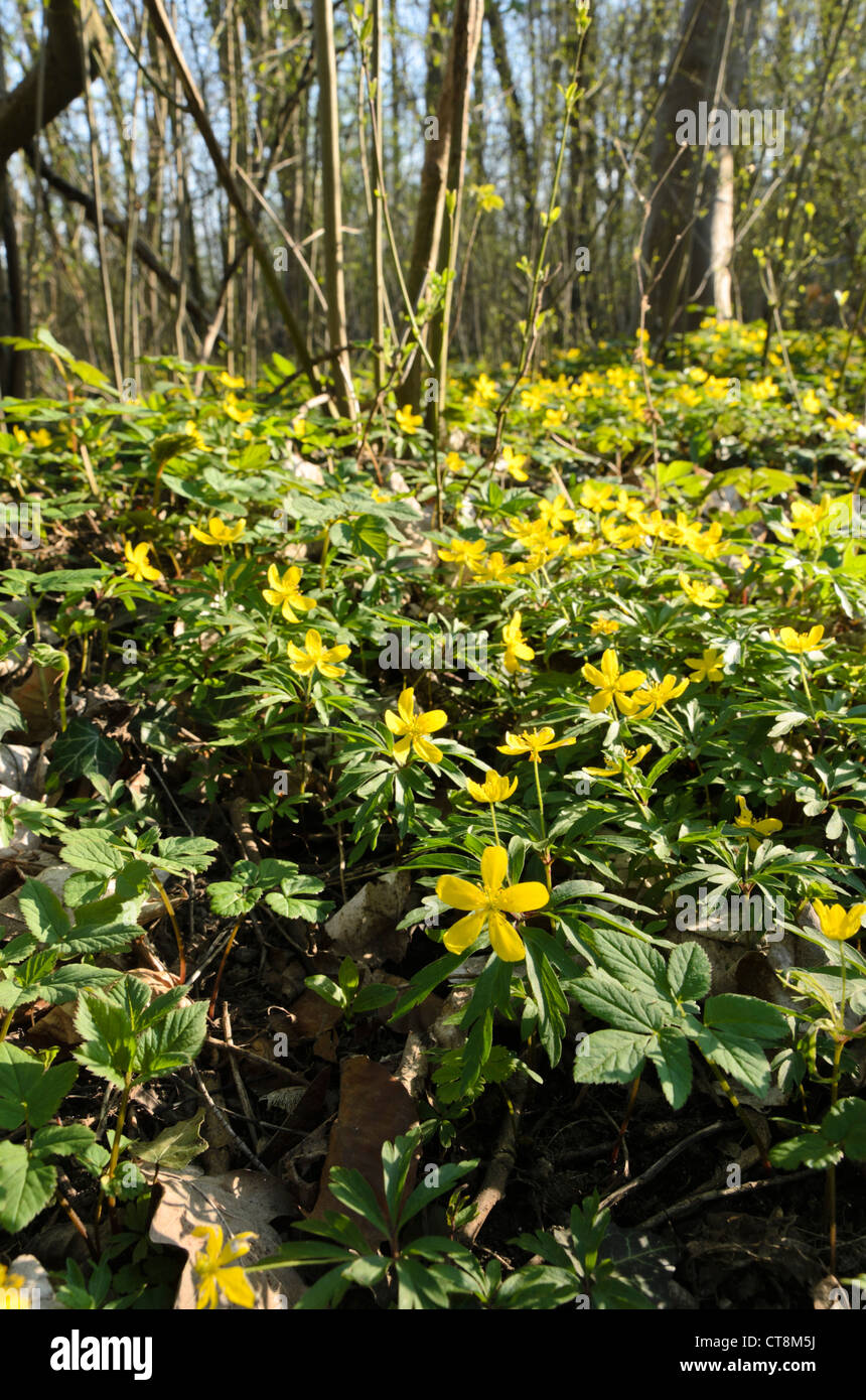 Anémone jaune (anemone ranunculoides) Banque D'Images