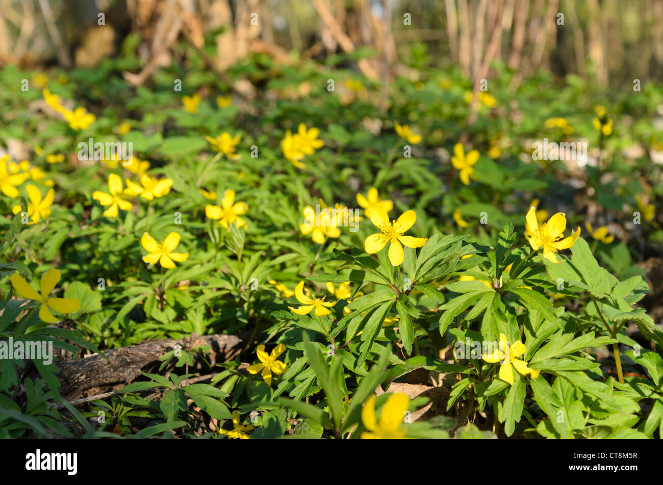 Anémone jaune (anemone ranunculoides) Banque D'Images