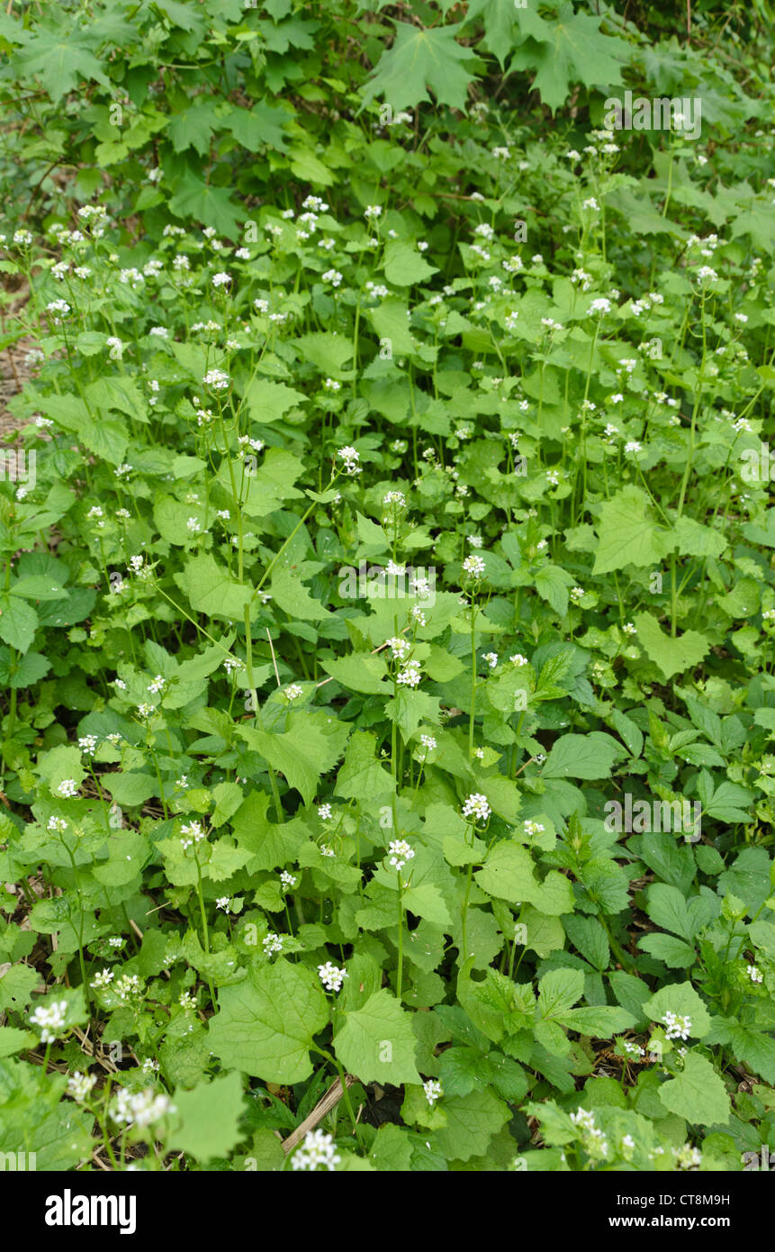 L'alliaire officinale (Alliaria petiolata) Banque D'Images