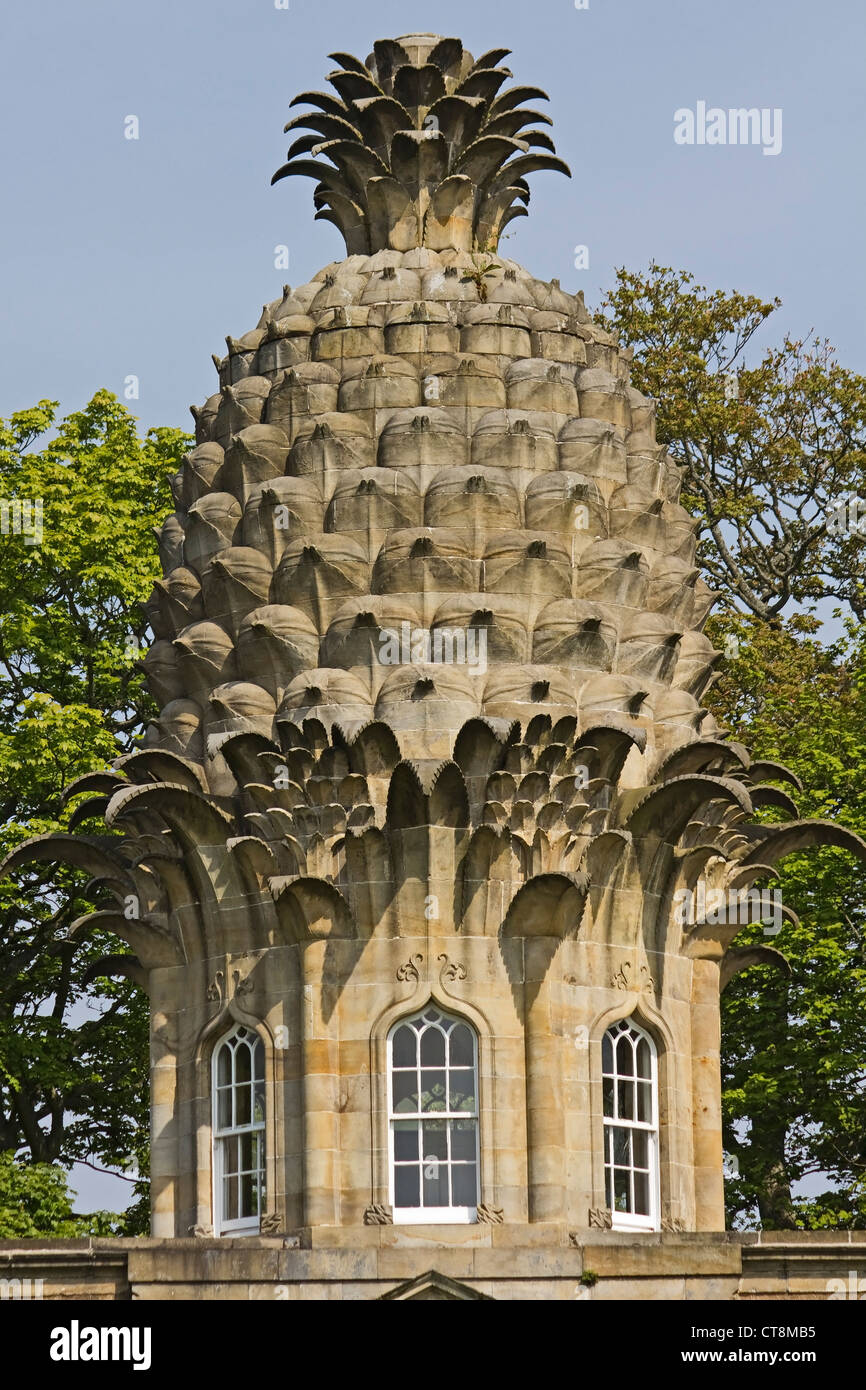 L'Ananas NTS Property Top Close-Up Banque D'Images