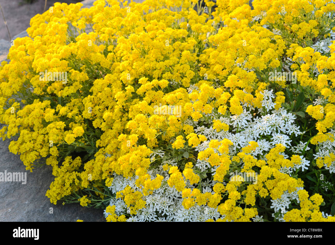 Golden alyssum (Aurinia saxatilis syn. alyssum saxatile) et evergreen candytuft (Iberis sempervirens 'weisser zwerg') Banque D'Images