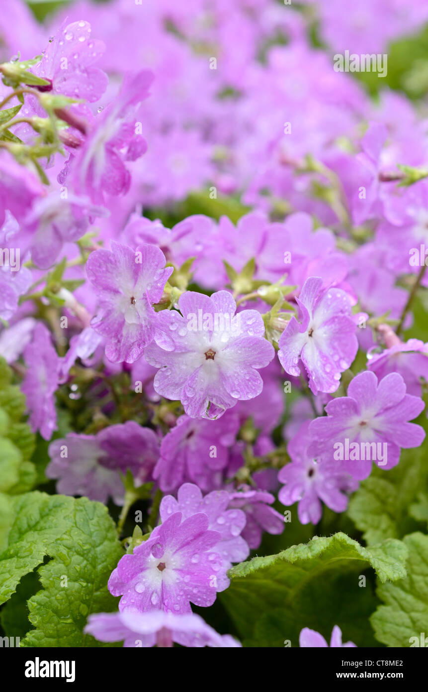 Primrose Primula pulverulenta (en poudre) Banque D'Images