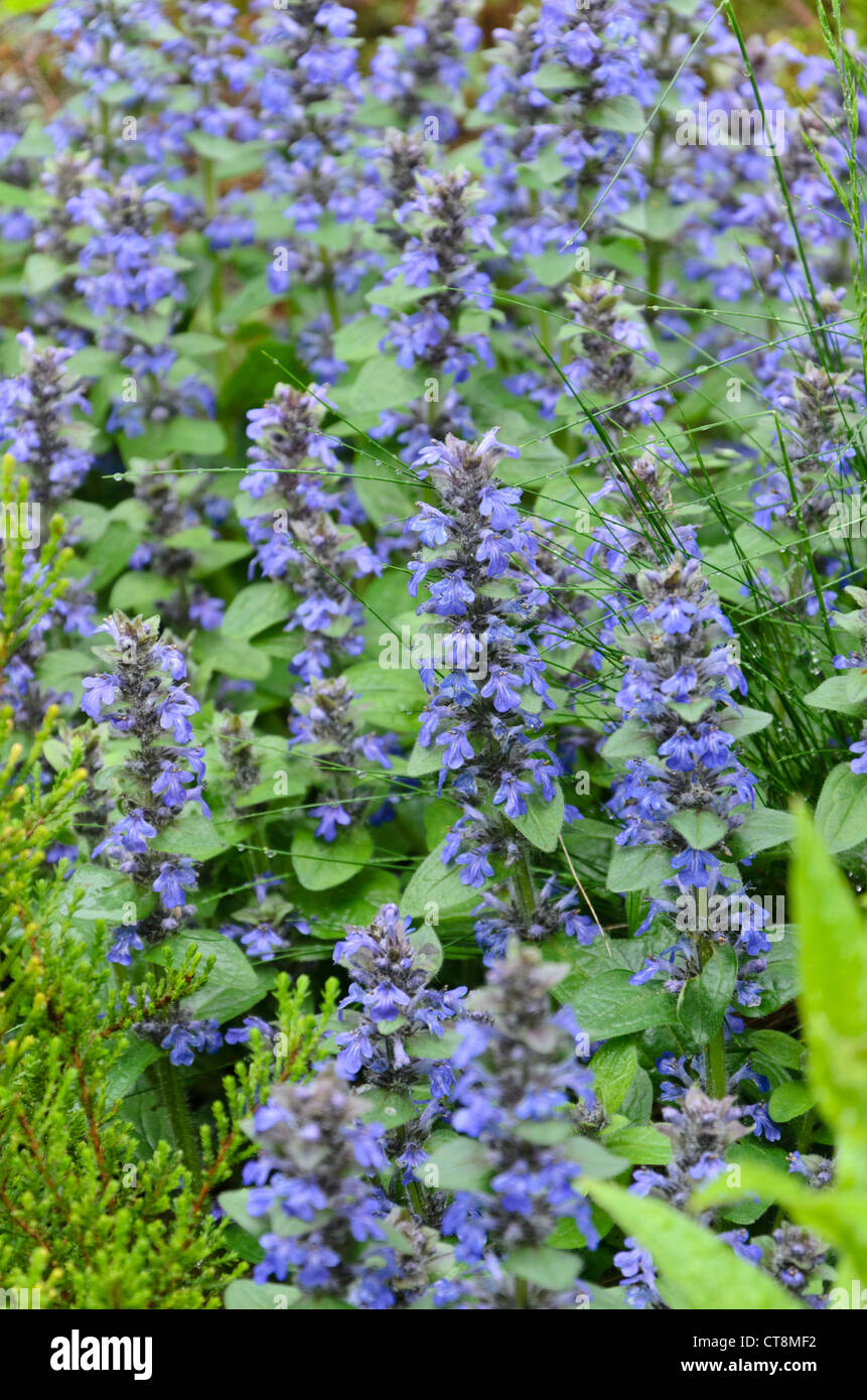 Bugle (Ajuga genevensis bleu) Banque D'Images