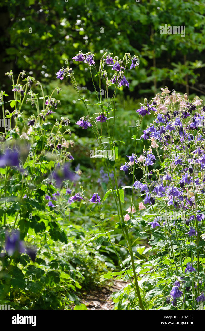 L'ancolie (aquilegia) Banque D'Images