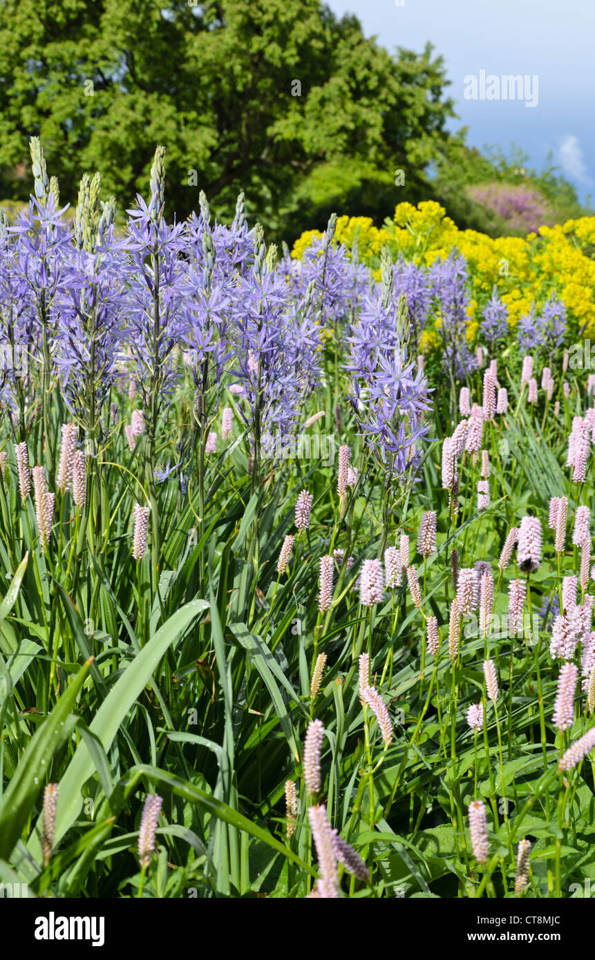 Camassia leichtlinii 'caerulea' et adderwort (bistorta officinalis syn. Polygonum bistorta) Banque D'Images