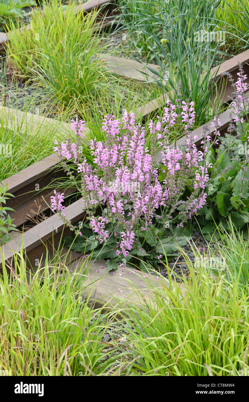 Meadow clary (salvia pratensis 'pink delight') sur un arrêt en viaduc, ligne haute, New York, USA Banque D'Images