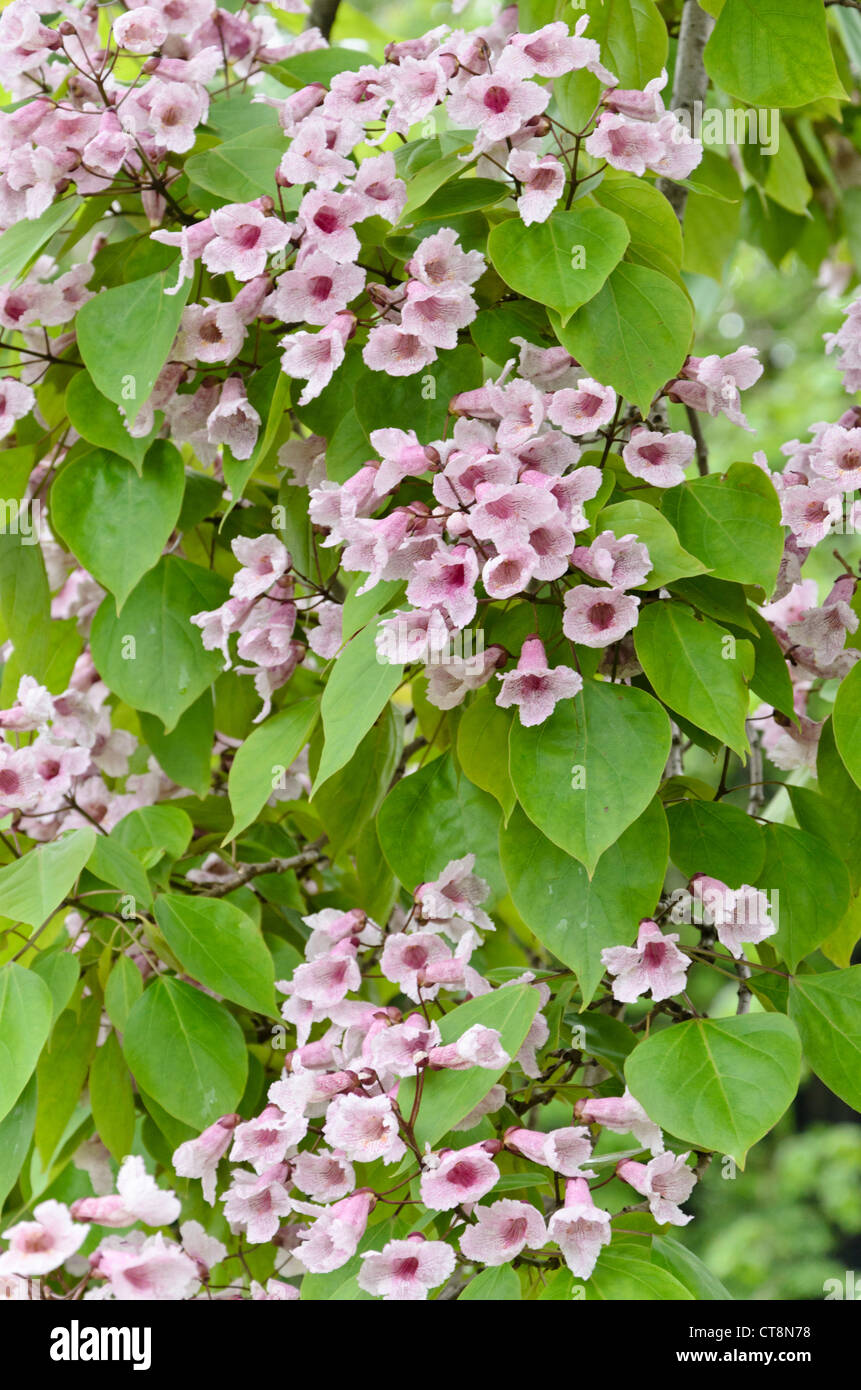 (Catalpa bungei catalpa de Manchourie) Banque D'Images