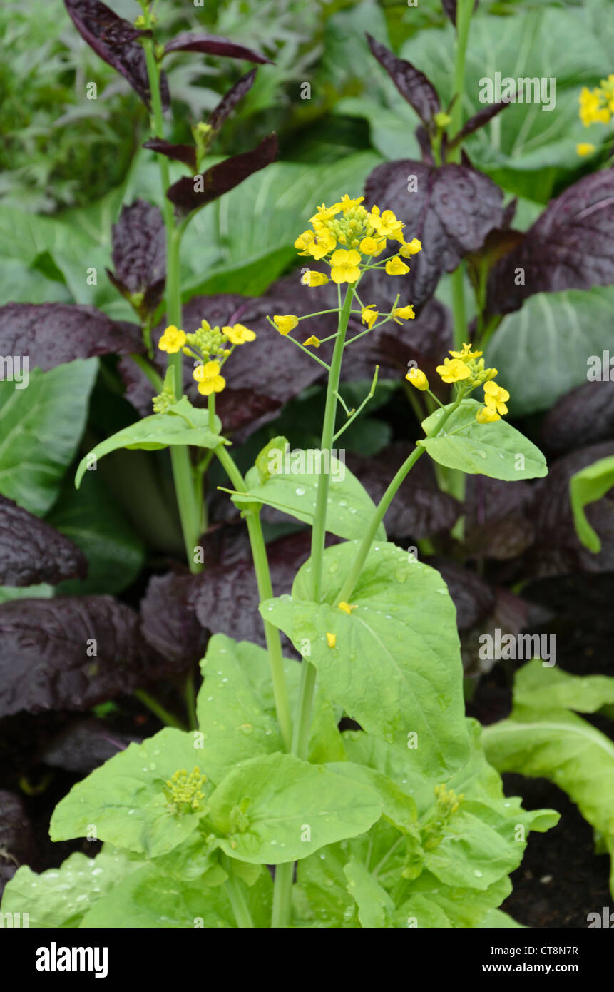 Le pac choi (Brassica rapa subsp. narinosa) Banque D'Images