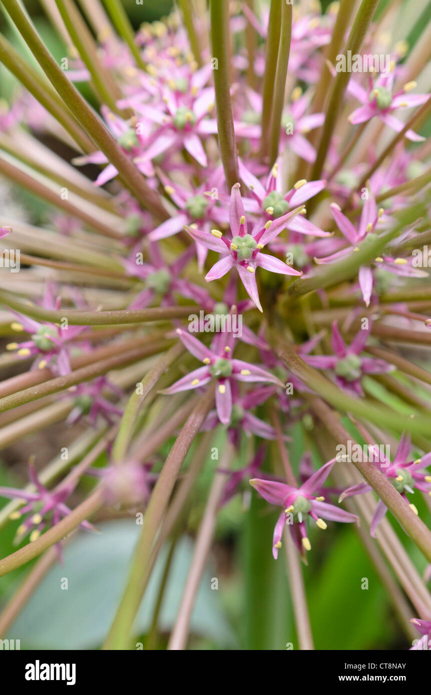 Oignon (Allium schubertii ornementales) Banque D'Images