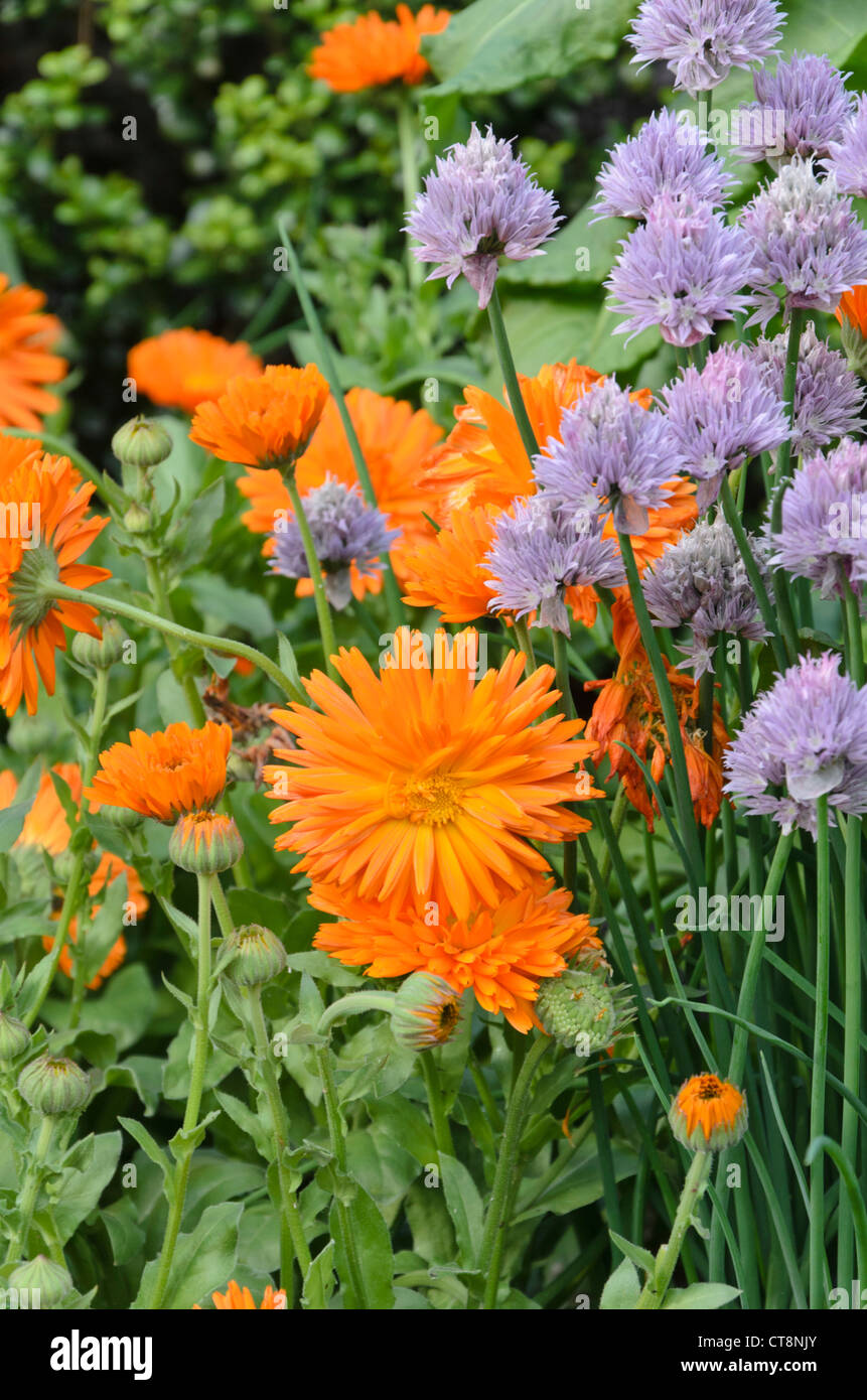 Souci officinal (Calendula officinalis 'radio') et la ciboulette (Allium schoenoprasum) Banque D'Images