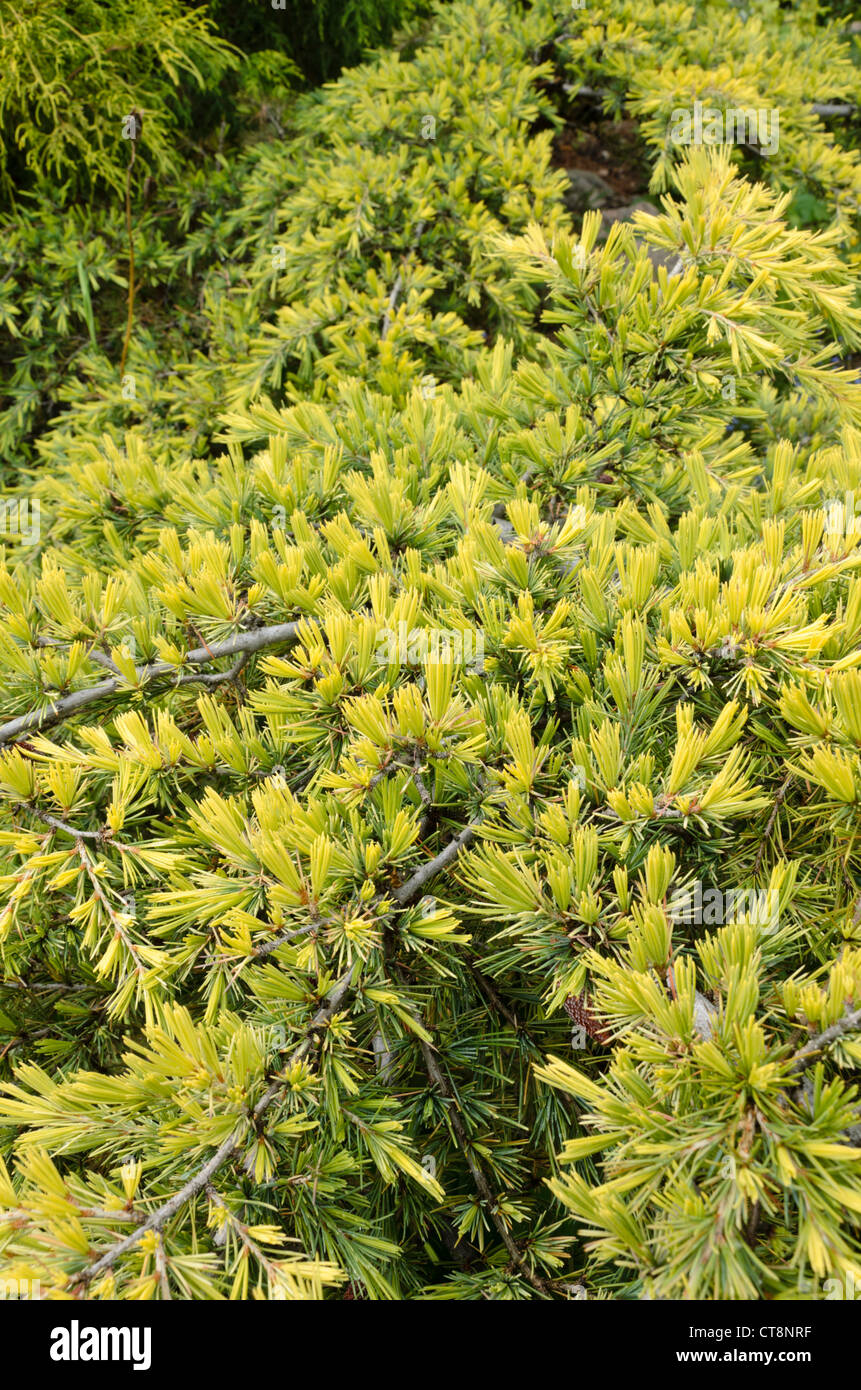 Cèdre du Liban (Cedrus libani subsp. libani) Banque D'Images