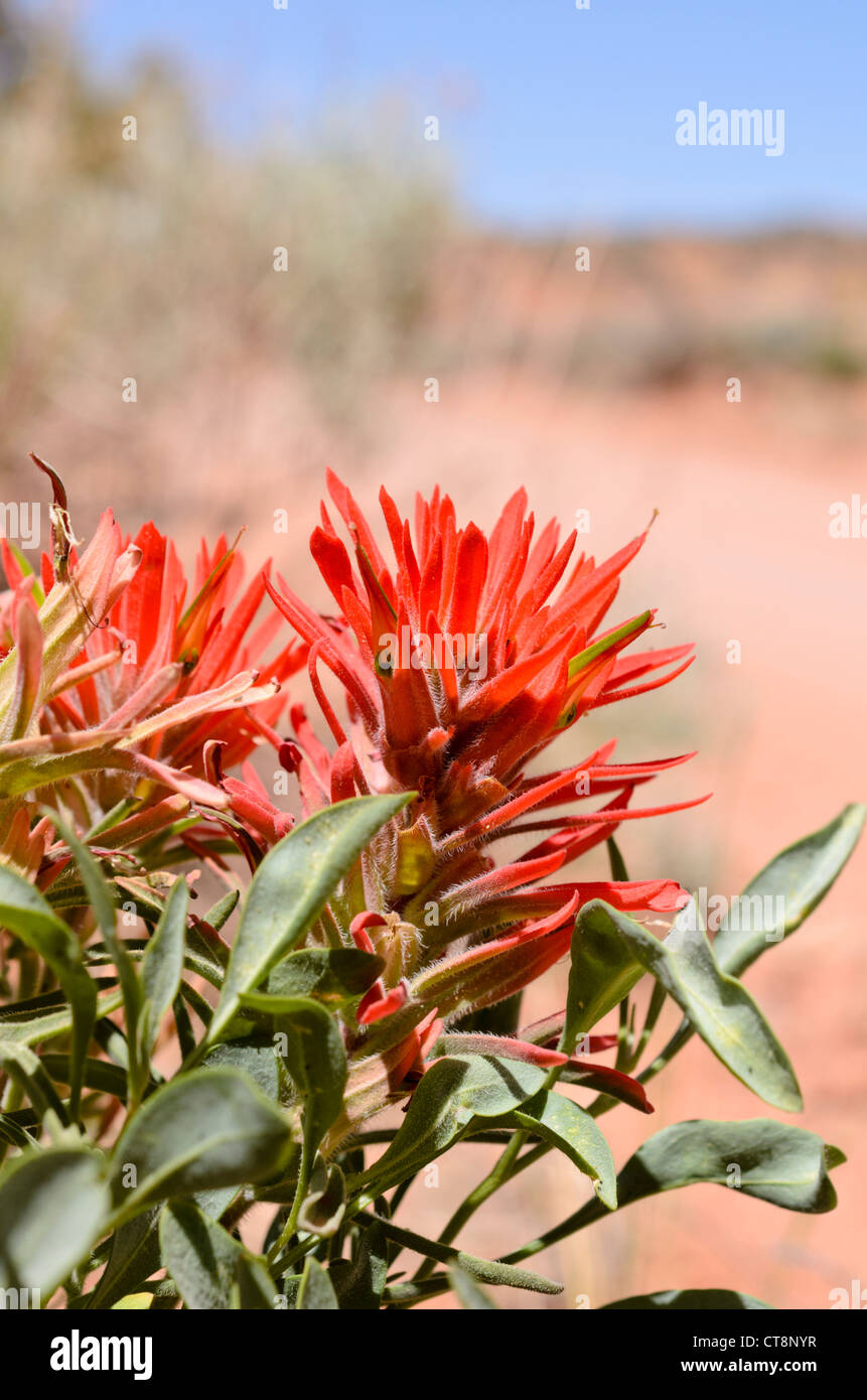 Indian paintbrush (Castilleja) Banque D'Images