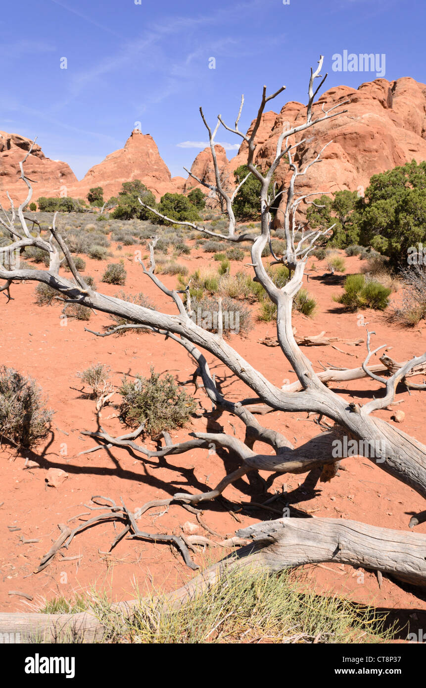 Utah) Genévrier (Juniperus osteosperma), Arches national park, Utah, USA Banque D'Images