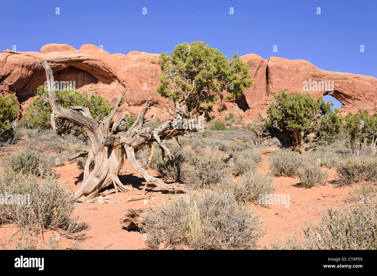 Utah) Genévrier (Juniperus osteosperma) à la fenêtre du sud, Arches national park, Utah, USA Banque D'Images