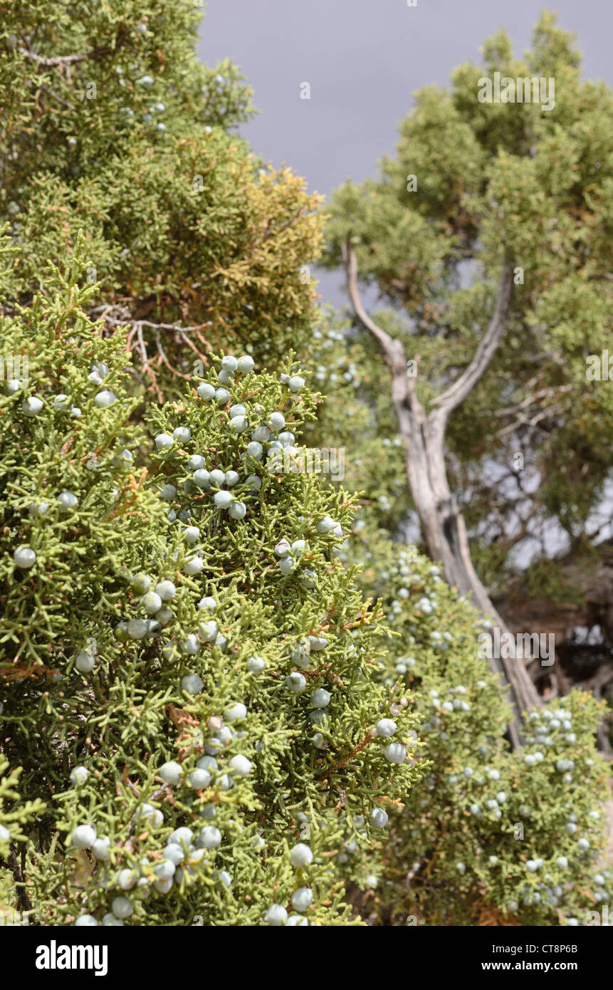 Utah) Genévrier (Juniperus osteosperma) Banque D'Images