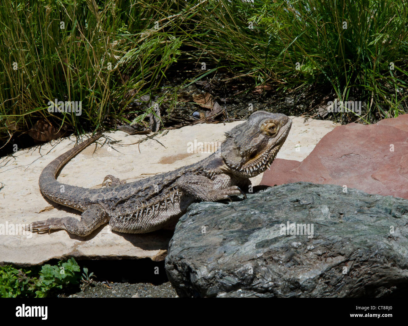 La photo en gros plan d'un dragon barbu de lézard dans un cadre naturel. Banque D'Images