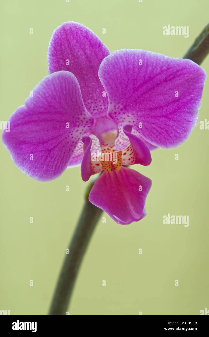 Orchidée Phalaenopsis, orchidée papillon, Banque D'Images