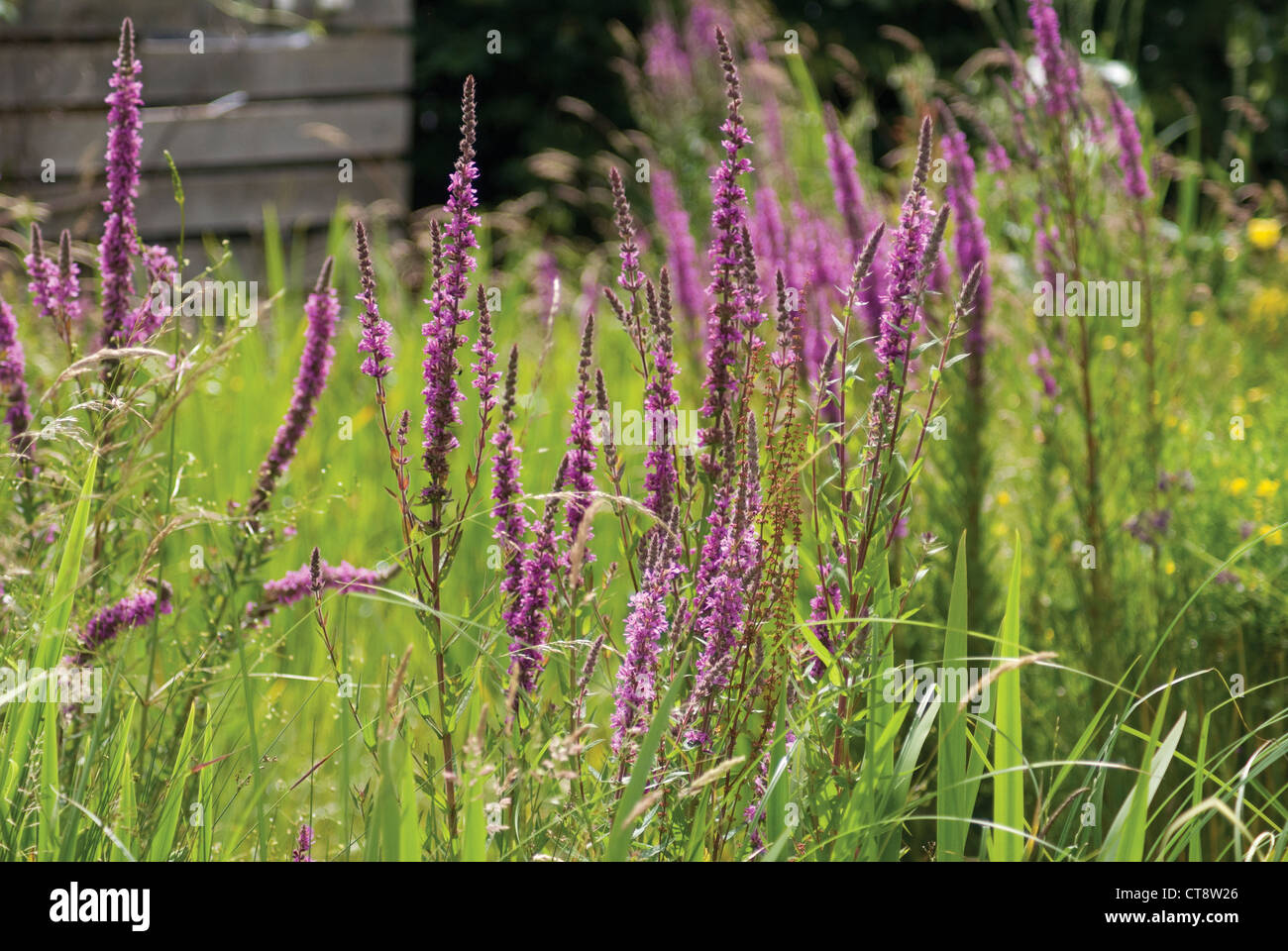 La salicaire Lythrum salicaria, Banque D'Images