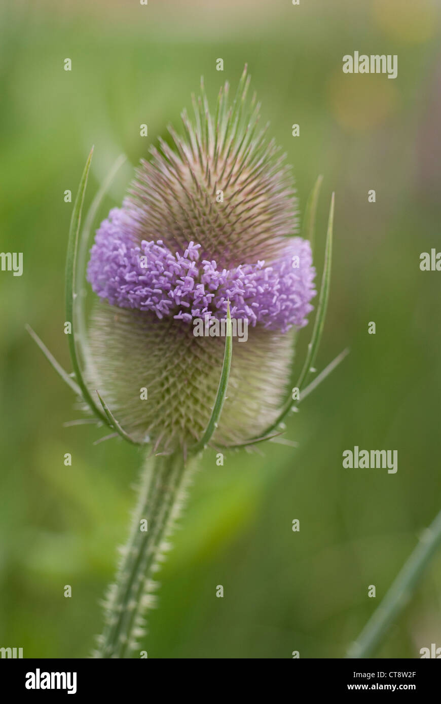 Dipsacus fullonum cardère, Banque D'Images