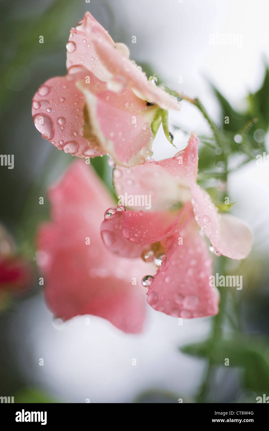 Lathyrus odoratus, pois Banque D'Images
