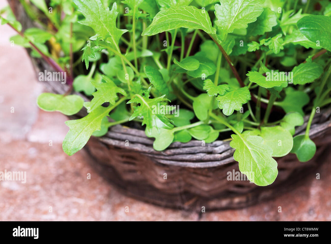 Eruca sativa, roquette, salade verte herbe poussant dans un panier en osier. Banque D'Images