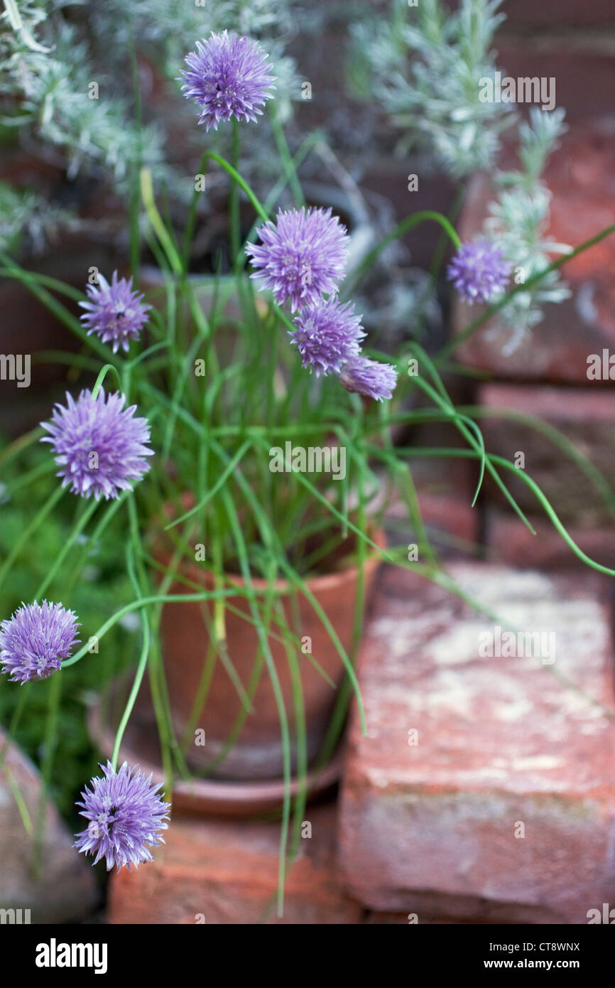 Allium schoenoprasum ciboulette, Banque D'Images