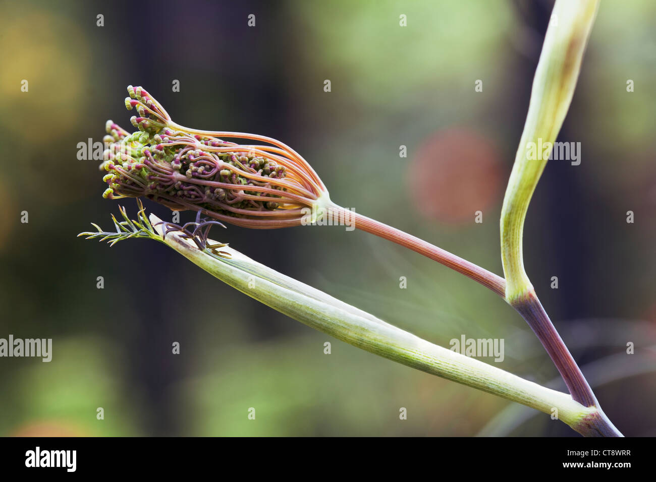 Foeniculum vulgare 'Purpureum', fenouil Bronze fleur d'émerger. Banque D'Images