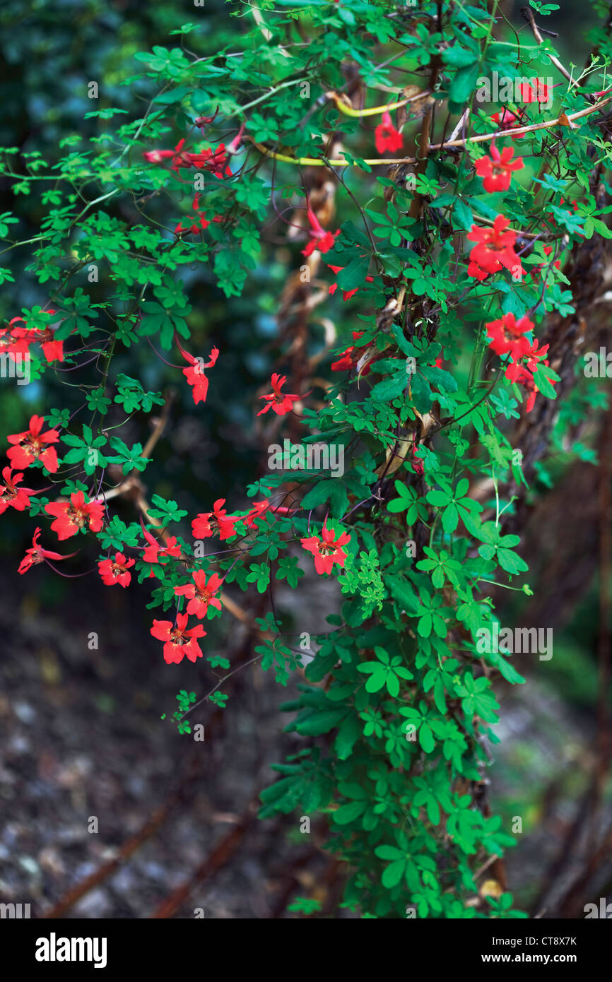 Tropaeolum speciosum, capucine flamme Banque D'Images