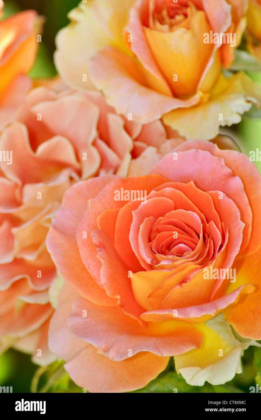 Hybrides de thé Orange rose en pleine floraison Banque D'Images