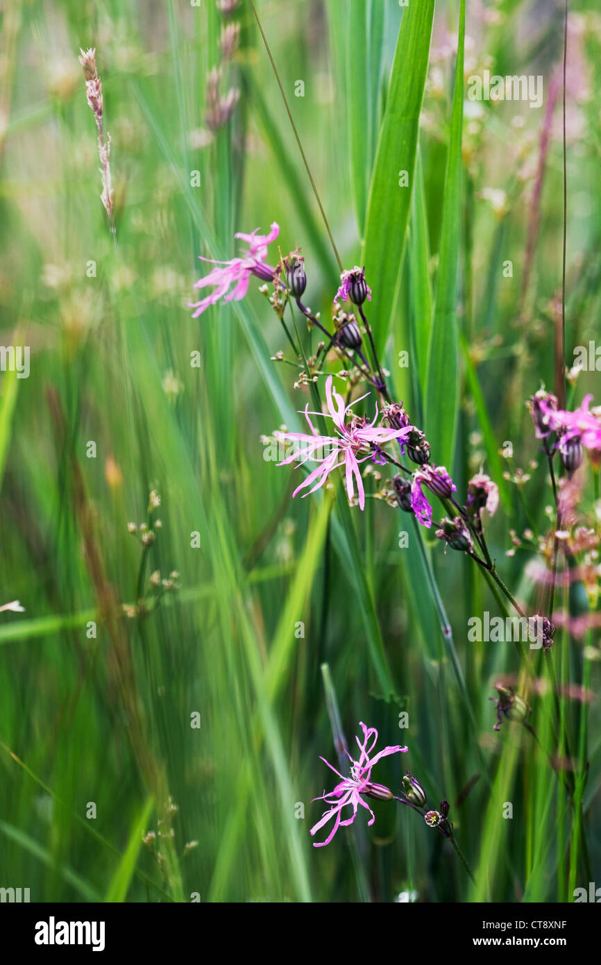 Lychnis flos-cuculi, Ragged robin Banque D'Images