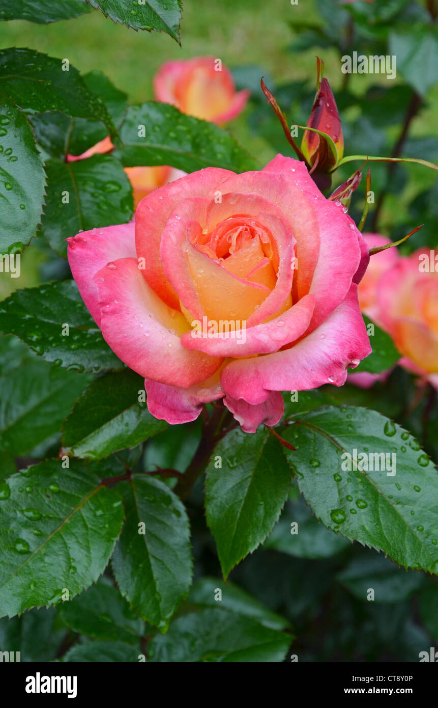 Rose parfumée rose couverte de gouttes de pluie Banque D'Images