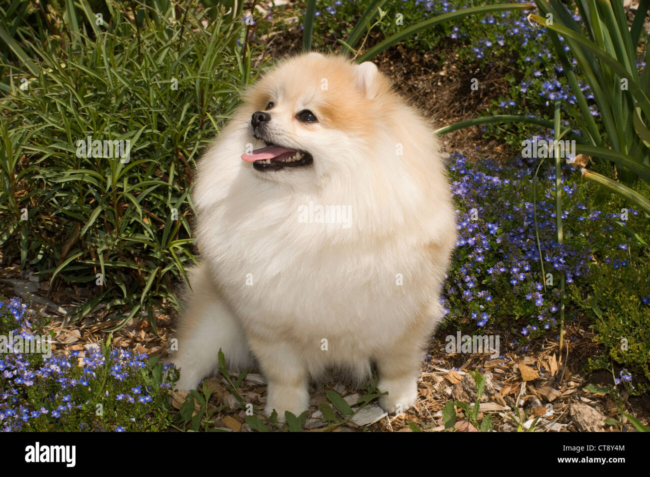 Fleurs en Poméranie Banque D'Images