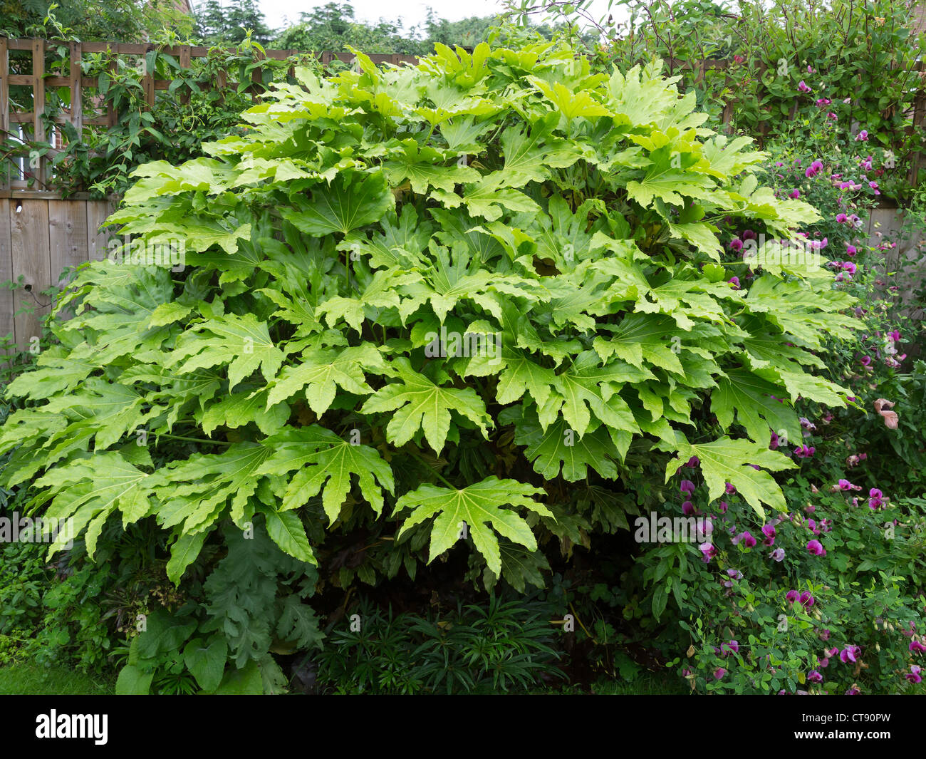 Fatsia japonica (Fatsi) ou Japonais Aralia japonica cultivé très grande en Angleterre en printemps humide de l'été 2012 Banque D'Images