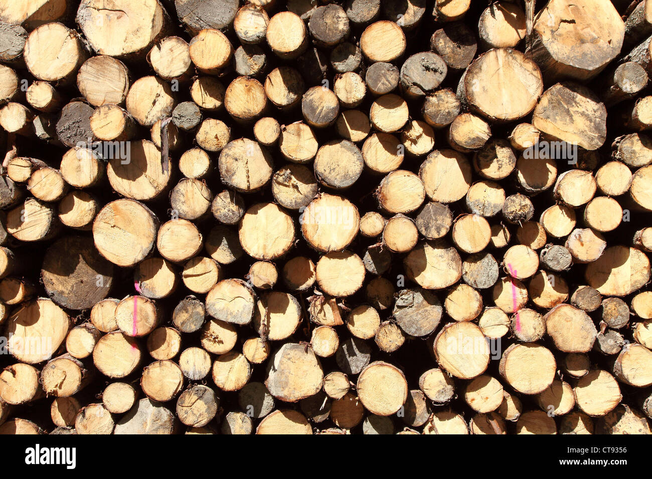 Un tas de bois dans une forêt. Les troncs d'arbres empilés, prêt à être transporté à une scierie. Banque D'Images