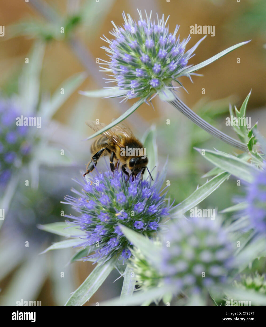 Eryngium, Holly Mer Banque D'Images