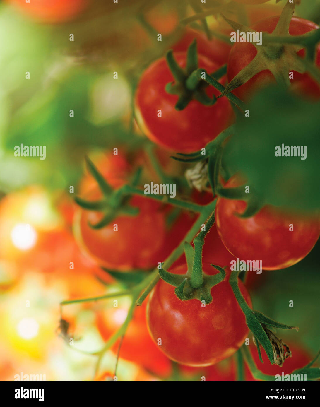 Lycopersicon esculentum, tomates, fruits rouges qui poussent sur la vigne. Banque D'Images