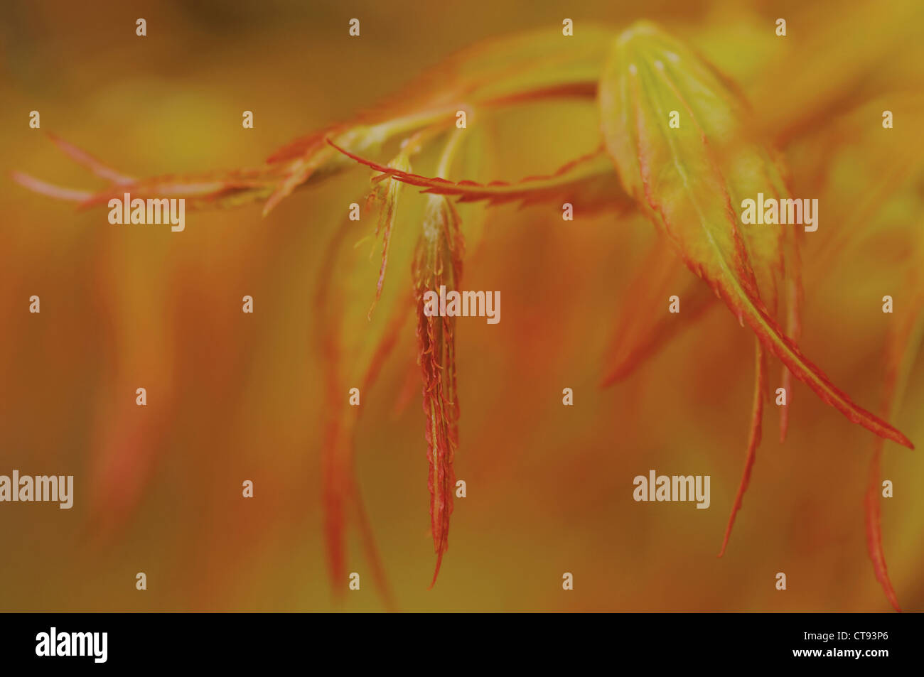 Acer palmatum 'Katsura', érable japonais Banque D'Images
