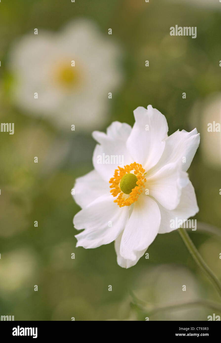 Anemone x hybrida 'Honorine Jobert', anémone japonaise fleur blanche isolée dans l'accent peu profonde sur un fond vert. Banque D'Images
