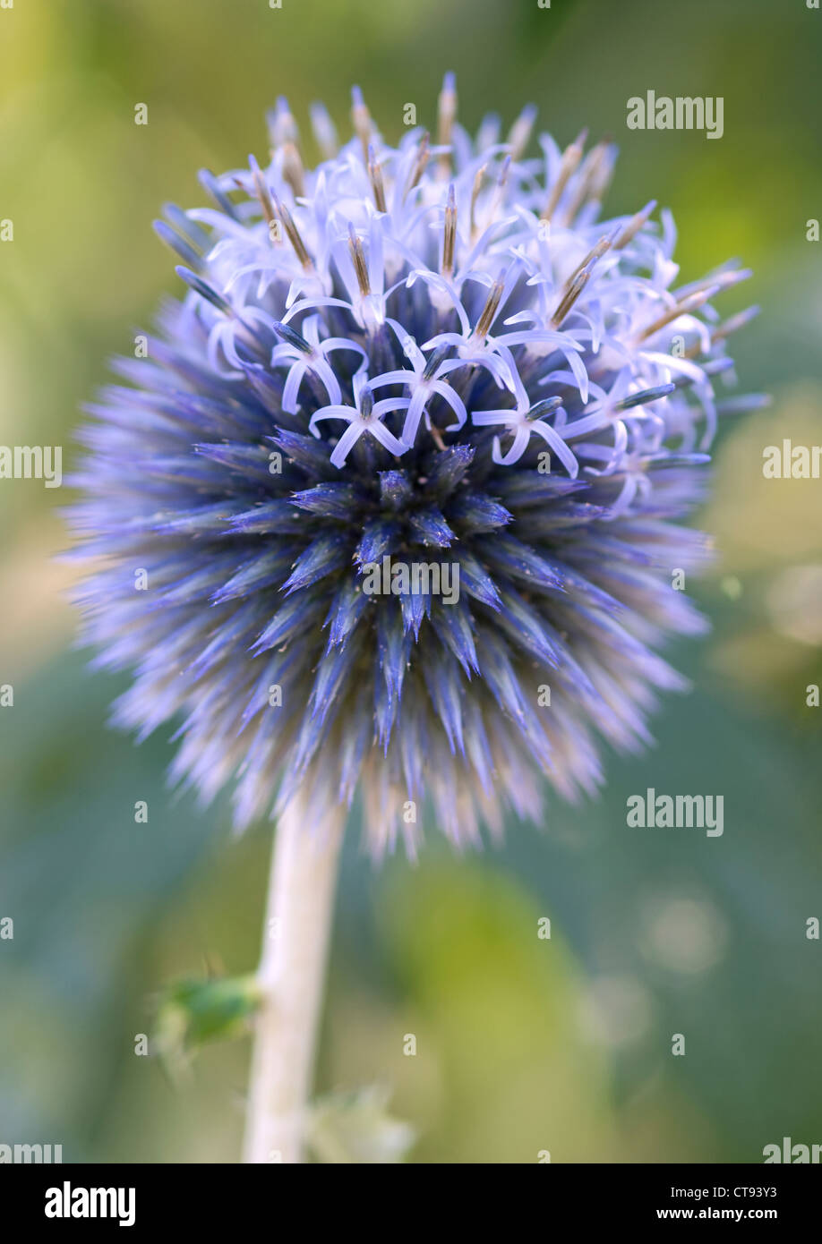 Trachycarpus fortunei 'Taplow blue', Globe thistle. Fleur Bleue. Banque D'Images