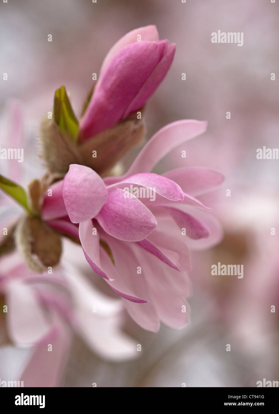 Magnolia x loebneri 'Leonard Messel', fleur rose et de l'ouverture des bourgeons sur un arbre. Banque D'Images