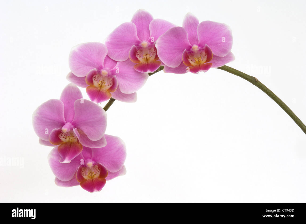 Orchidée Phalaenopsis, orchidée papillon, Banque D'Images