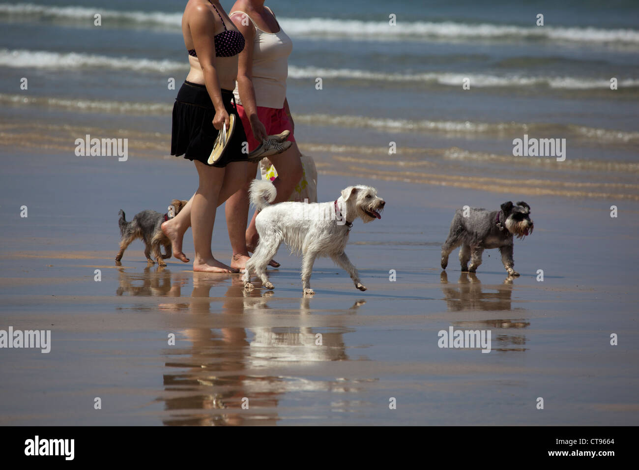 Dog Walking on the beach Newquay Banque D'Images