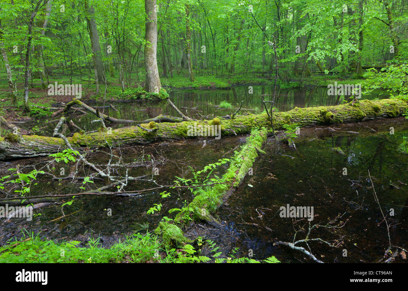 Enveloppé de mousse de chêne couché dans l'eau à l'intérieur de la forêt de Bialowieza stand Banque D'Images