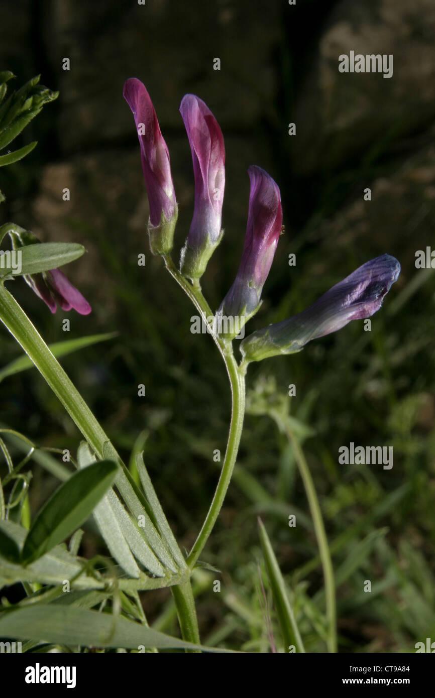 Photo : Steve Race - Vesce commune (Vicia sativa), Catalogne, Espagne. Banque D'Images
