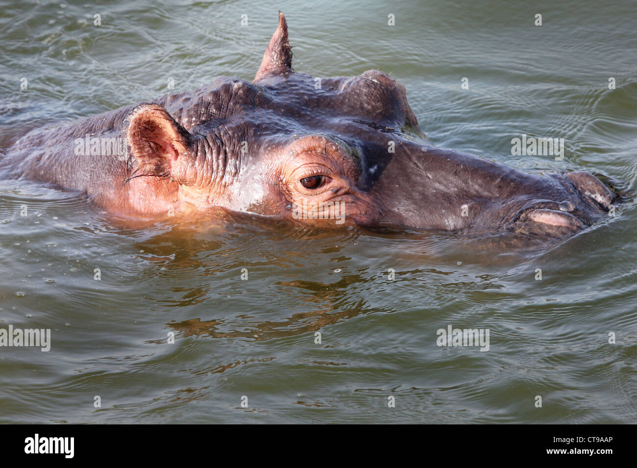 Un hippopotame sauvages pairs hors de l'eau dans le canal Kazinga en Ouganda, l'Afrique. Banque D'Images