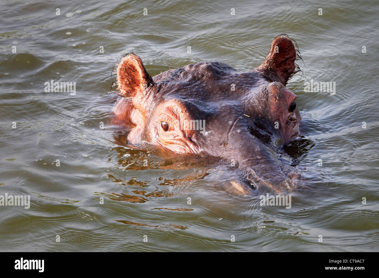 Un hippopotame sauvages pairs hors de l'eau dans le canal Kazinga en Ouganda, l'Afrique. Banque D'Images